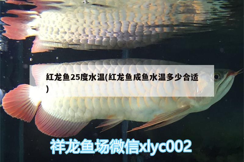 紅龍魚25度水溫(紅龍魚成魚水溫多少合適) 黑云魚