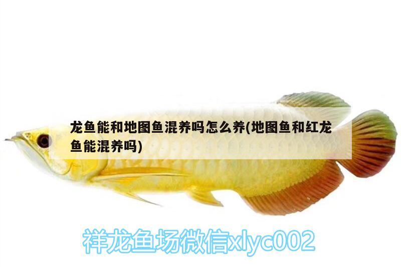 龍魚能和地圖魚混養(yǎng)嗎怎么養(yǎng)(地圖魚和紅龍魚能混養(yǎng)嗎) 赤焰中國虎魚 第1張