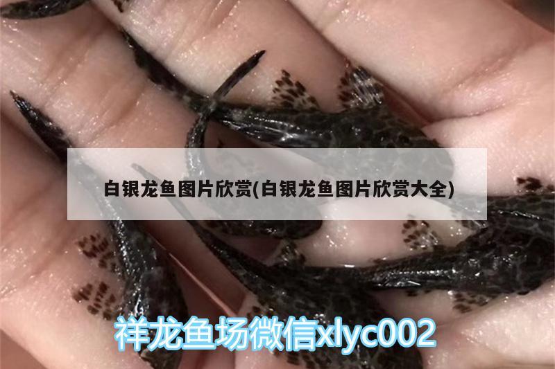 白銀龍魚圖片欣賞(白銀龍魚圖片欣賞大全) 銀龍魚