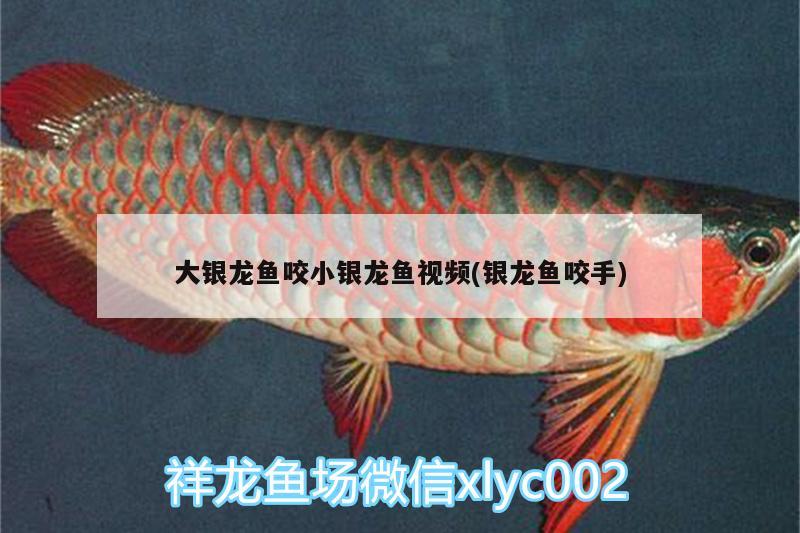 大銀龍魚咬小銀龍魚視頻(銀龍魚咬手)