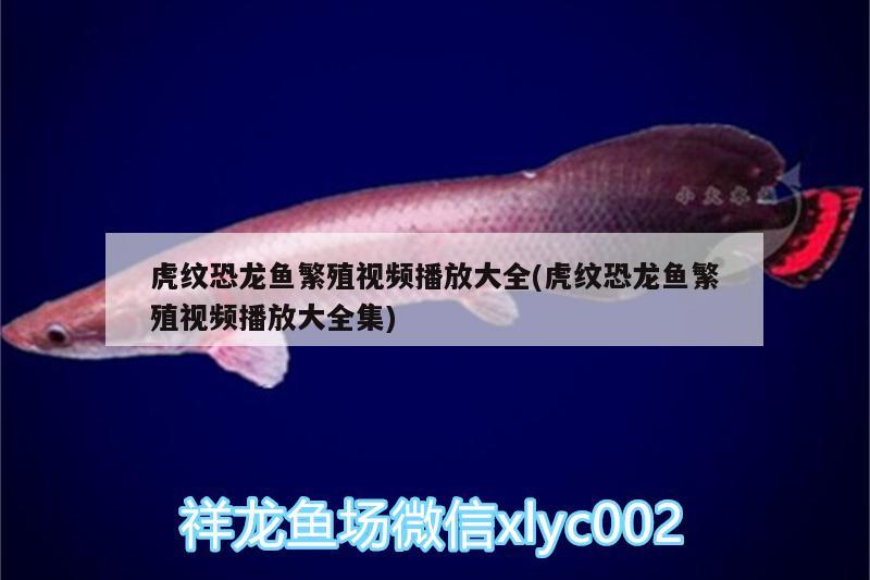 虎紋恐龍魚繁殖視頻播放大全(虎紋恐龍魚繁殖視頻播放大全集)