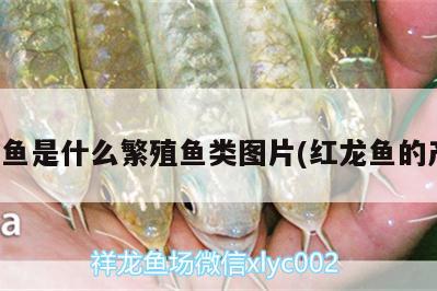 龍魚死了是沉底還是浮上來的(龍魚死了是擋災(zāi)的嗎) 撒旦鴨嘴魚 第3張