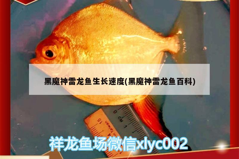 黑魔神雷龍魚生長速度(黑魔神雷龍魚百科)