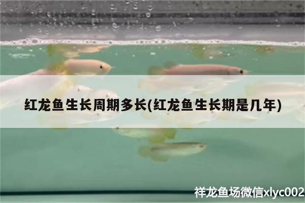 紅龍魚生長周期多長(紅龍魚生長期是幾年)