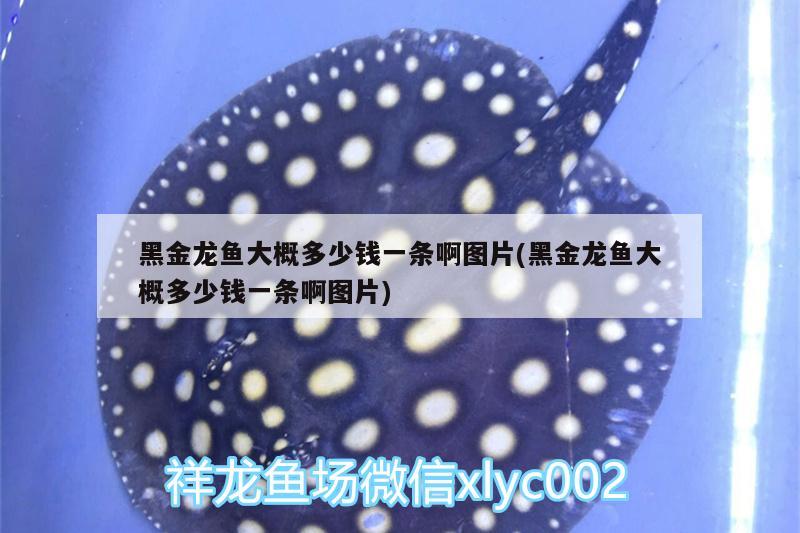 黑金龍魚大概多少錢一條啊圖片(黑金龍魚大概多少錢一條啊圖片)