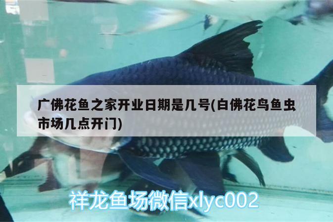 廣佛花魚(yú)之家開(kāi)業(yè)日期是幾號(hào)(白佛花鳥(niǎo)魚(yú)蟲(chóng)市場(chǎng)幾點(diǎn)開(kāi)門)