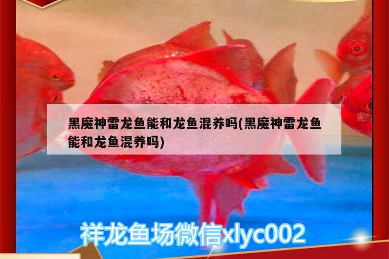 黑魔神雷龍魚能和龍魚混養(yǎng)嗎(黑魔神雷龍魚能和龍魚混養(yǎng)嗎) 野生埃及神仙魚