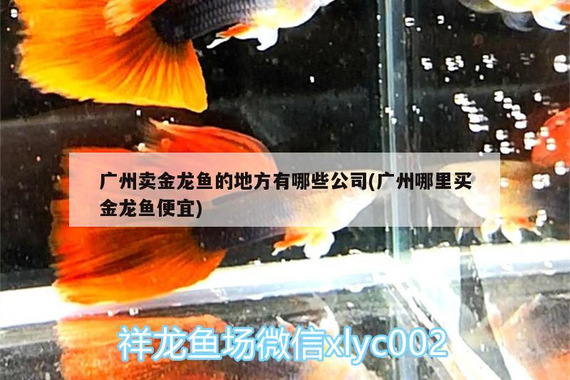 廣州賣金龍魚的地方有哪些公司(廣州哪里買金龍魚便宜)