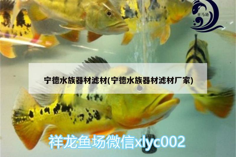 魚(yú)缸黑色霉斑(魚(yú)缸黑色霉斑怎么清除)