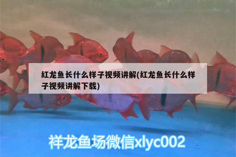 二次改造后，效果！ 觀賞魚論壇 第2張