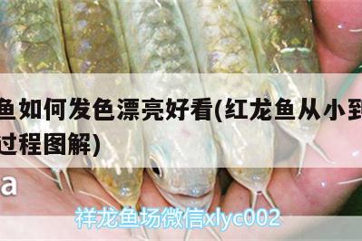 紅龍魚(yú)如何發(fā)色漂亮好看(紅龍魚(yú)從小到大的發(fā)色過(guò)程圖解)