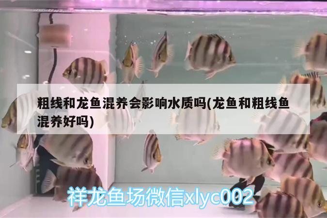 福田水族批發(fā)市場(chǎng)地址（福田水族批發(fā)市場(chǎng)地址查詢）