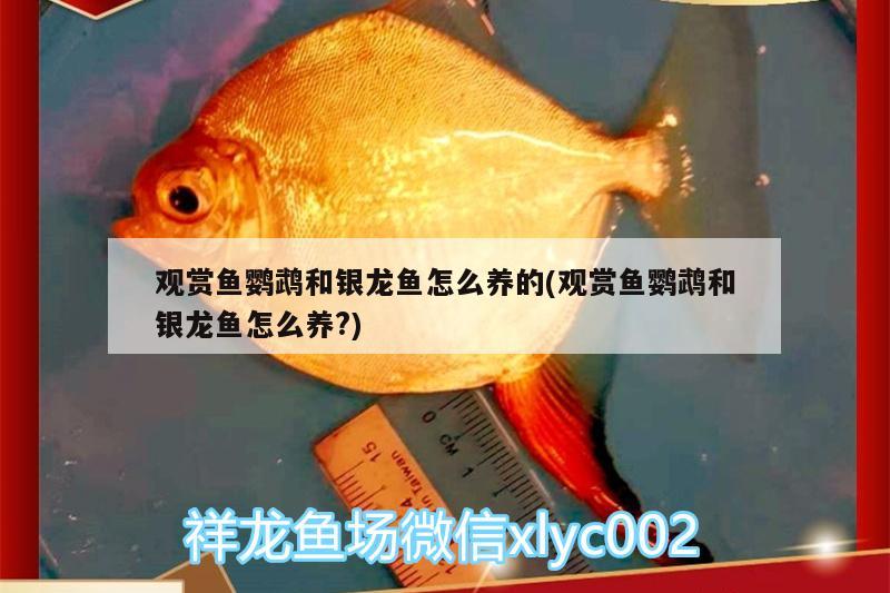 觀賞魚鸚鵡和銀龍魚怎么養(yǎng)的(觀賞魚鸚鵡和銀龍魚怎么養(yǎng)?) 鸚鵡魚