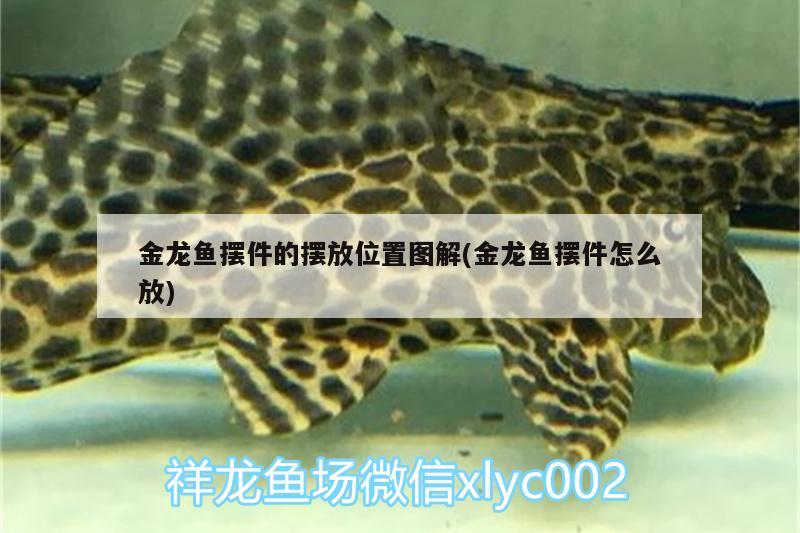 金龍魚擺件的擺放位置圖解(金龍魚擺件怎么放) 戰(zhàn)車紅龍魚