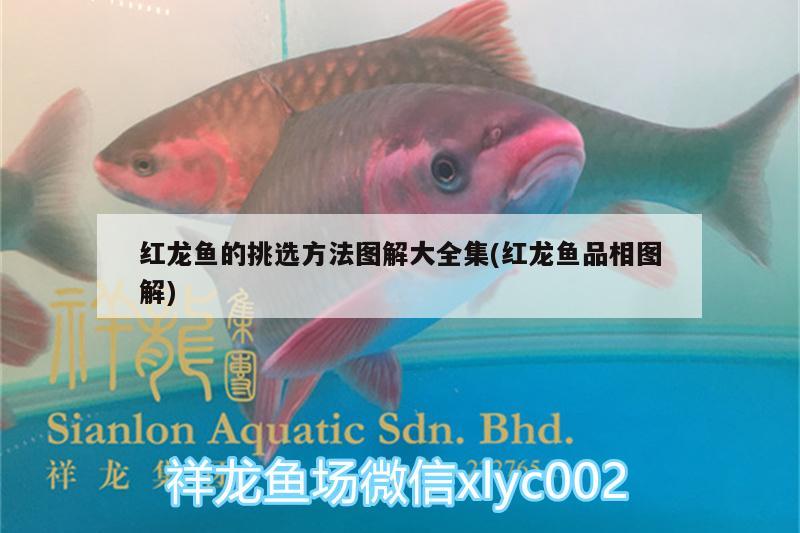 紅龍魚的挑選方法圖解大全集(紅龍魚品相圖解) PH調(diào)節(jié)劑