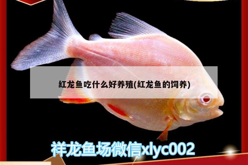 紅龍魚吃什么好養(yǎng)殖(紅龍魚的飼養(yǎng)) 三色錦鯉魚