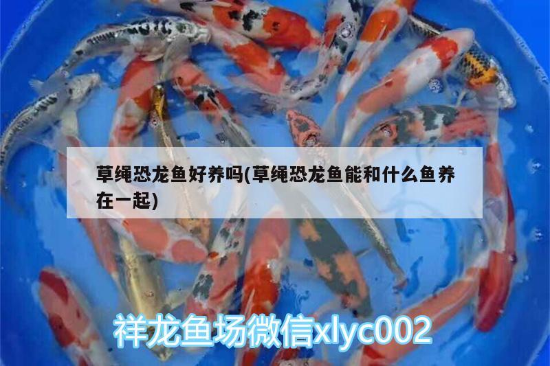 草繩恐龍魚好養(yǎng)嗎(草繩恐龍魚能和什么魚養(yǎng)在一起)