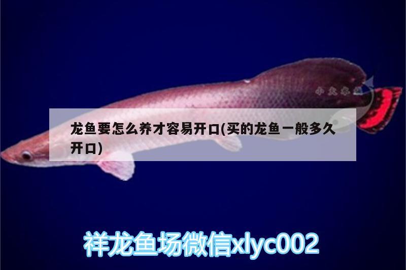 龍魚要怎么養(yǎng)才容易開口(買的龍魚一般多久開口)