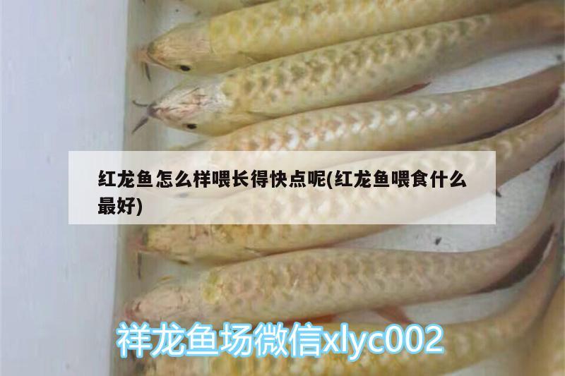 紅龍魚怎么樣喂長得快點呢(紅龍魚喂食什么最好) 藍底過背金龍魚