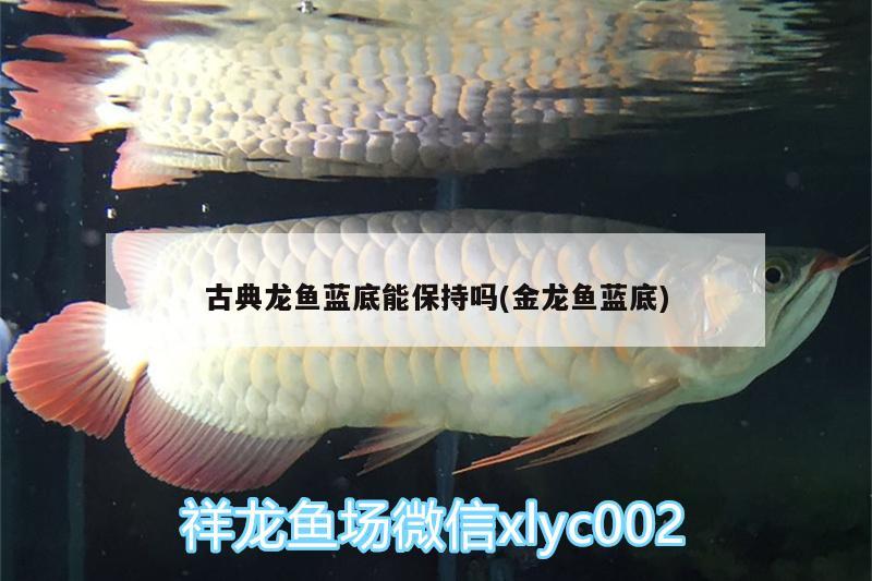 古典龍魚(yú)藍(lán)底能保持嗎(金龍魚(yú)藍(lán)底) 殺菌消毒設(shè)備