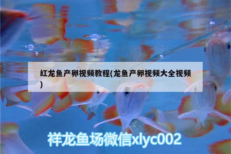 紅龍魚產(chǎn)卵視頻教程(龍魚產(chǎn)卵視頻大全視頻) 魚缸水質(zhì)穩(wěn)定劑 第2張