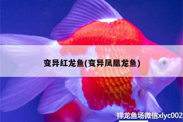 滕州魚缸定制店在哪里（你覺得你們方言中最有意思的一句話是什么） 黃金眼鏡蛇雷龍魚 第2張