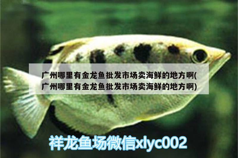 廣州哪里有金龍魚批發(fā)市場賣海鮮的地方啊(廣州哪里有金龍魚批發(fā)市場賣海鮮的地方啊)