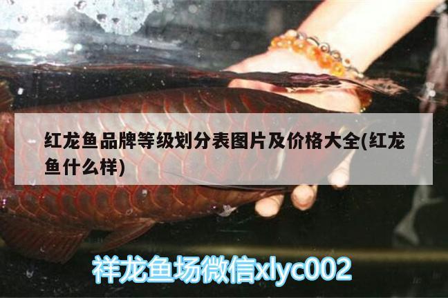 紅龍魚品牌等級(jí)劃分表圖片及價(jià)格大全(紅龍魚什么樣) 魚缸凈水劑