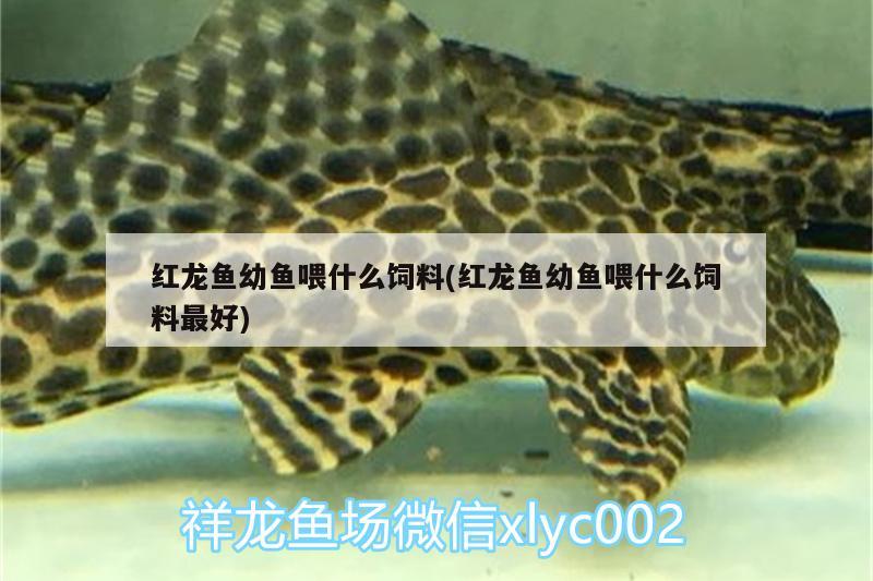 內(nèi)江觀賞魚市場簽到 觀賞魚市場（混養(yǎng)魚） 第3張