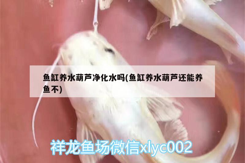 龍魚(yú)翻肚怎么辦（恐龍魚(yú)為什么會(huì)翻肚子） 白子銀版魚(yú)苗 第2張