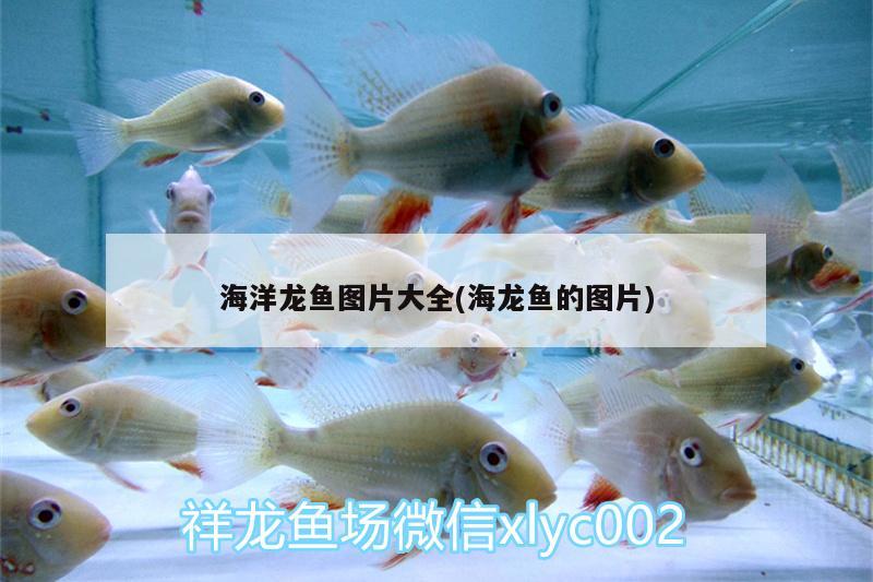 海洋龍魚圖片大全(海龍魚的圖片)