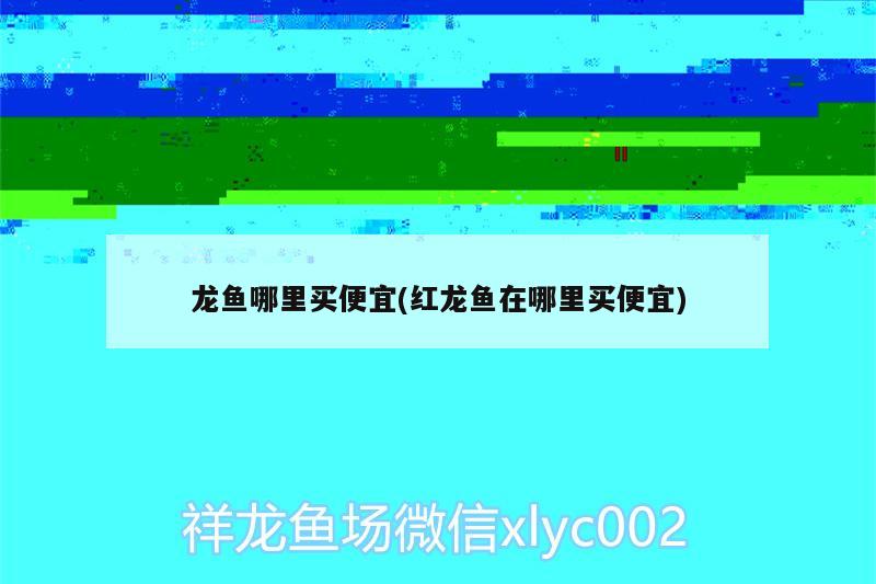 龍魚(yú)哪里買(mǎi)便宜(紅龍魚(yú)在哪里買(mǎi)便宜)