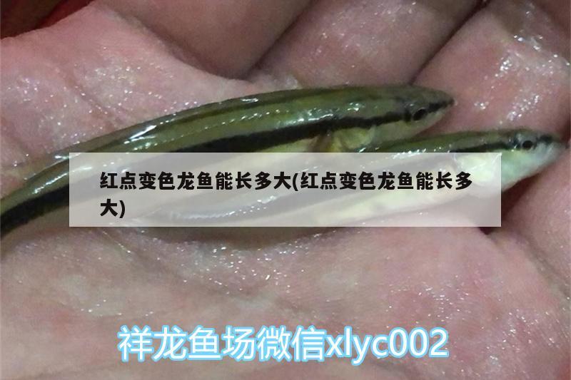 龍魚(yú)翻肚怎么辦（恐龍魚(yú)為什么會(huì)翻肚子） 白子銀版魚(yú)苗 第1張