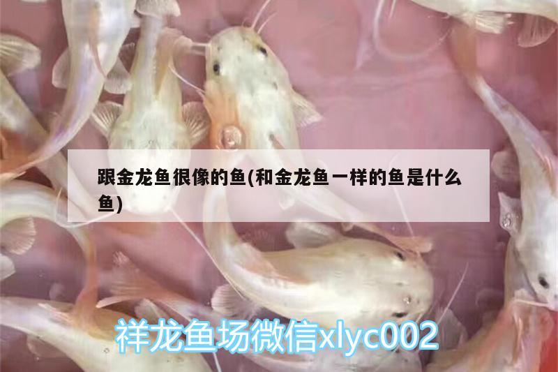 跟金龍魚(yú)很像的魚(yú)(和金龍魚(yú)一樣的魚(yú)是什么魚(yú)) 委內(nèi)瑞拉奧里諾三間魚(yú)苗