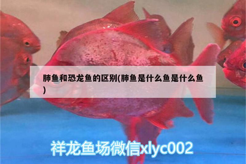 肺魚和恐龍魚的區(qū)別(肺魚是什么魚是什么魚) 肺魚