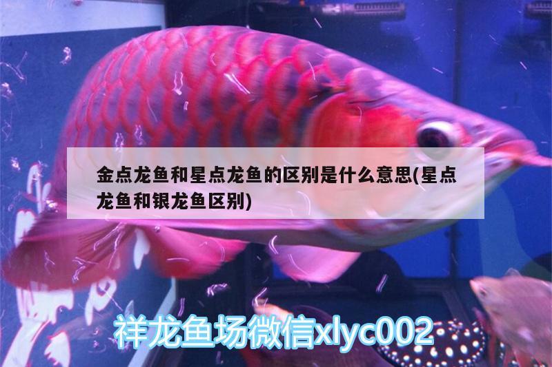 金點(diǎn)龍魚(yú)和星點(diǎn)龍魚(yú)的區(qū)別是什么意思(星點(diǎn)龍魚(yú)和銀龍魚(yú)區(qū)別)