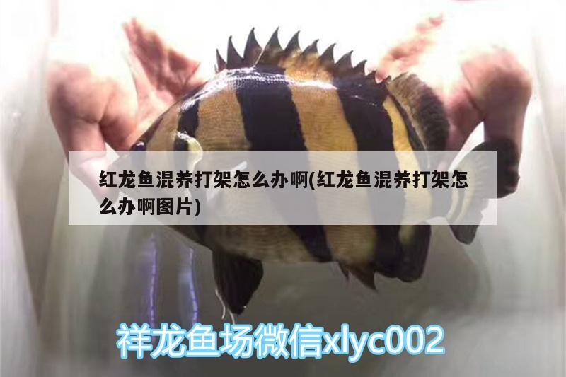 紅龍魚(yú)混養(yǎng)打架怎么辦啊(紅龍魚(yú)混養(yǎng)打架怎么辦啊圖片) 紅勾銀版魚(yú)