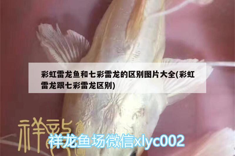 彩虹雷龍魚和七彩雷龍的區(qū)別圖片大全(彩虹雷龍跟七彩雷龍區(qū)別) 龍魚批發(fā)