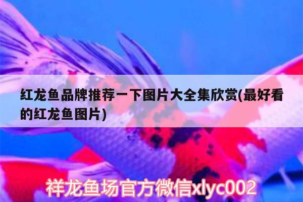 紅龍魚品牌推薦一下圖片大全集欣賞(最好看的紅龍魚圖片)