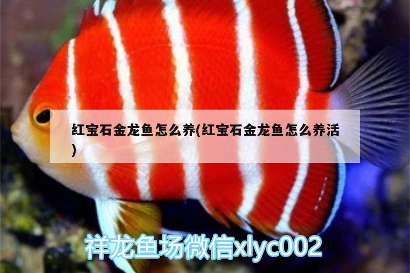 紅寶石金龍魚怎么養(yǎng)(紅寶石金龍魚怎么養(yǎng)活) 除藻劑