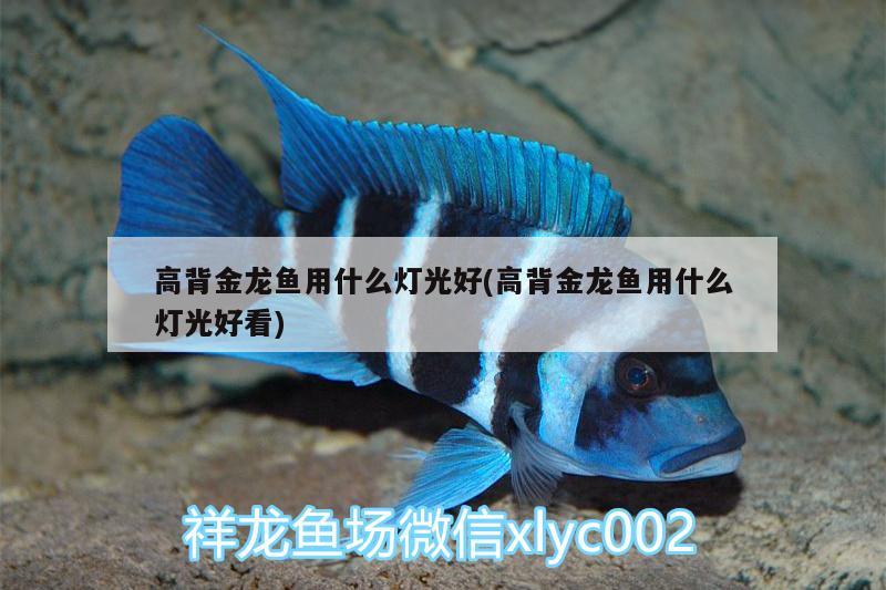 高背金龍魚用什么燈光好(高背金龍魚用什么燈光好看) 高背金龍魚