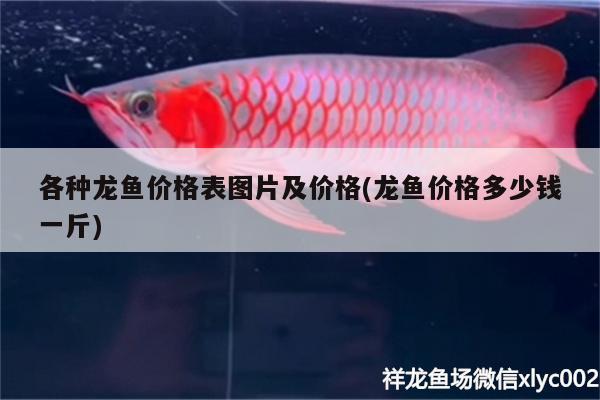 各種龍魚價格表圖片及價格(龍魚價格多少錢一斤)