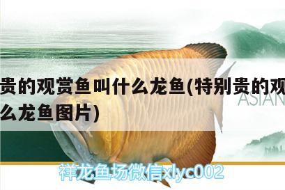 特別貴的觀賞魚(yú)叫什么龍魚(yú)(特別貴的觀賞魚(yú)叫什么龍魚(yú)圖片)