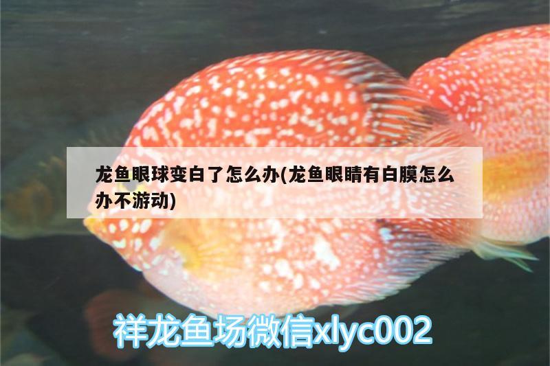 龍魚眼球變白了怎么辦(龍魚眼睛有白膜怎么辦不游動(dòng))