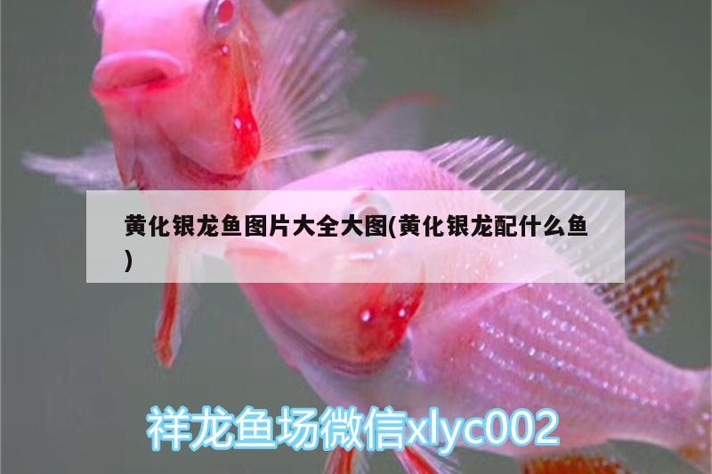 黃化銀龍魚圖片大全大圖(黃化銀龍配什么魚) 銀龍魚