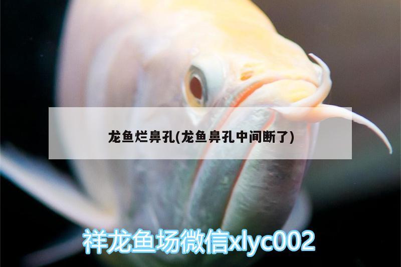 龍魚爛鼻孔(龍魚鼻孔中間斷了)