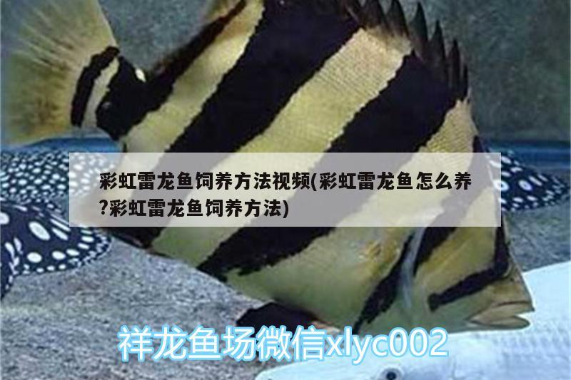 彩虹雷龍魚飼養(yǎng)方法視頻(彩虹雷龍魚怎么養(yǎng)?彩虹雷龍魚飼養(yǎng)方法) 觀賞魚水族批發(fā)市場