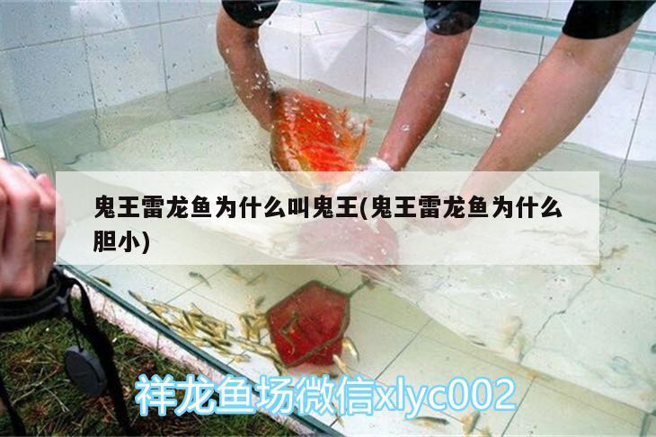 鬼王雷龍魚為什么叫鬼王(鬼王雷龍魚為什么膽小) 祥龍龍魚專用水族燈