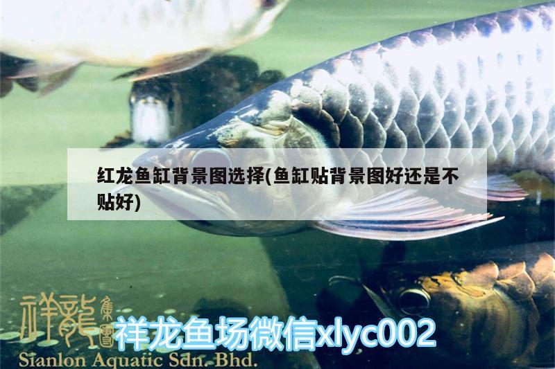 烏魯木齊最大的魚市場(chǎng)（烏魯木齊最大的魚市場(chǎng)在哪里） 廣州龍魚批發(fā)市場(chǎng) 第1張