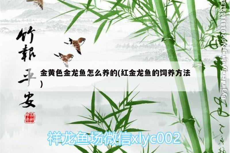 養(yǎng)紅龍魚用什么顏色的燈（養(yǎng)紅龍魚用什么顏色的燈光） 黃金河虎魚 第1張